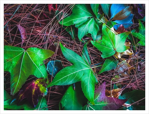 closeup green leaves on the dry grass Art Print by Timmy333