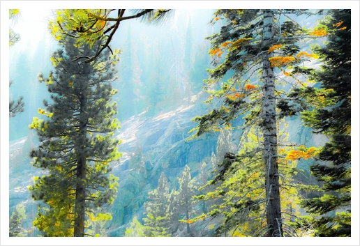 green pine tree with mountains background at Lake Tahoe, California, USA Art Print by Timmy333