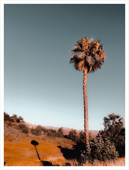 isolated palm tree with blue sky background Art Print by Timmy333