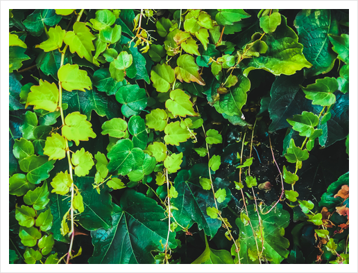 closeup green ivy leaves garden texture background Art Print by Timmy333