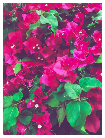 closeup blooming pink bougainvillea flowers with green leaves Art Print by Timmy333