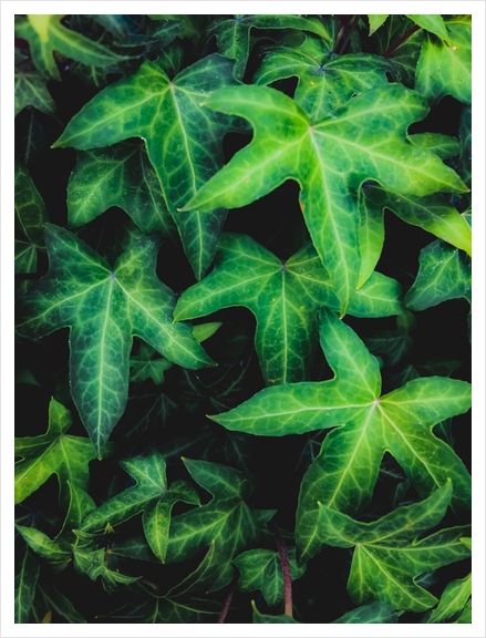 green ivy leaves garden background Art Print by Timmy333