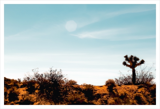 Cactus and desert view at Red Rock Canyon State Park California USA Art Print by Timmy333