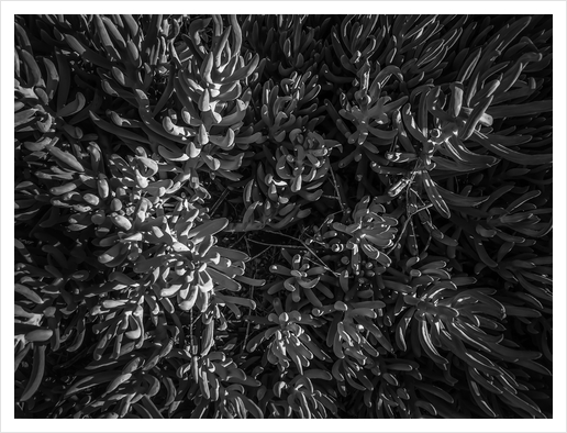 closeup succulent plant garden texture in black and white Art Print by Timmy333