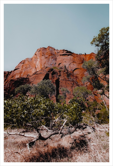mountain with green tree in the forest at Zion national park, Utah, USA Art Print by Timmy333