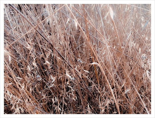 brown dry grass field texture abstract background Art Print by Timmy333