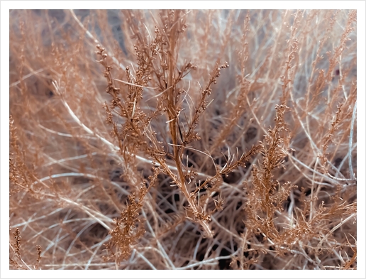 Closeup dry brown plant texture abstract background Art Print by Timmy333