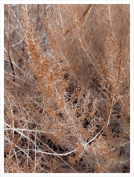 brown dry plant texture abstract background Art Print by Timmy333