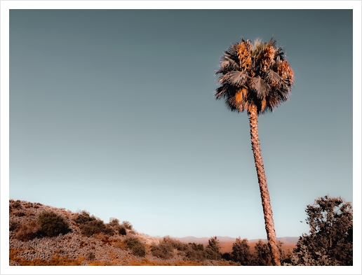 isolated palm tree with mountain and blue sky background Art Print by Timmy333