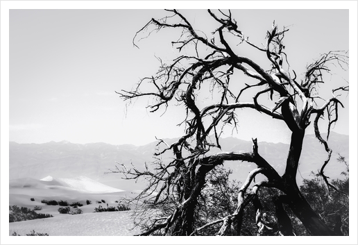 tree branch in desert at Death Valley national park California in black and white Art Print by Timmy333