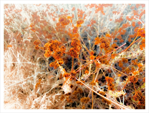 dry brown wildflowers with dry grass background Art Print by Timmy333