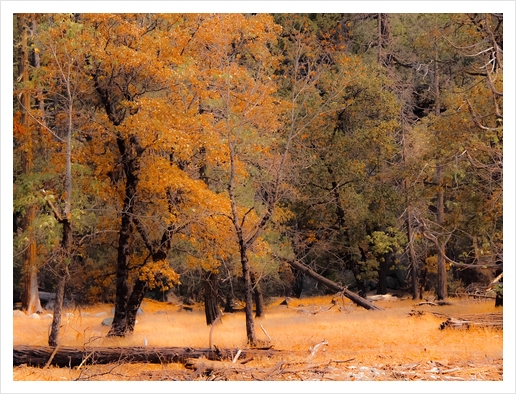 Autumn tree at Yosemite national park California USA Art Print by Timmy333