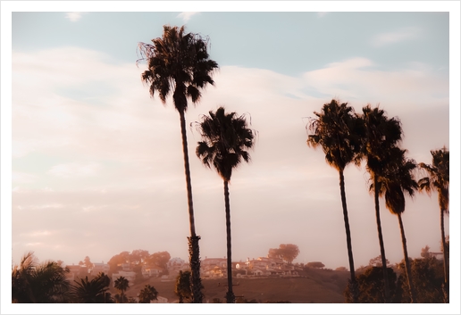 Palm tree with blue cloudy sunset sky at Shoreline Santa Barbara California USA Art Print by Timmy333