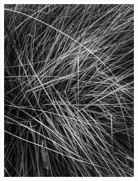 silky grass texture abstract in black and white Art Print by Timmy333