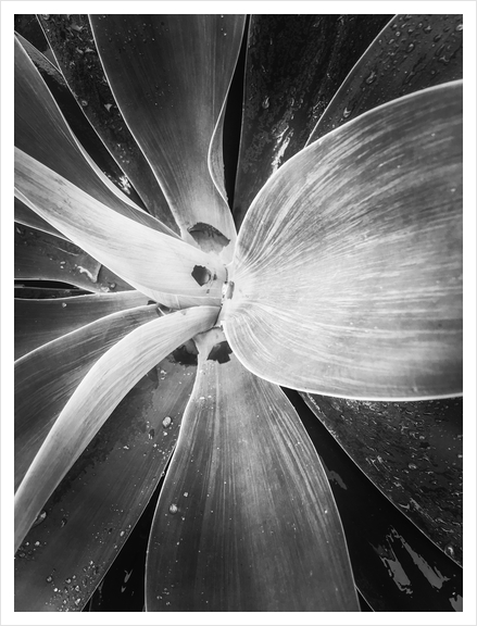 succulent leaves texture in black and white Art Print by Timmy333