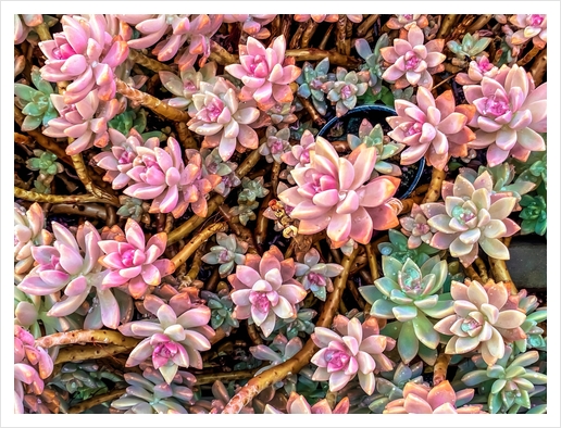 green and pink succulent plant garden texture Art Print by Timmy333