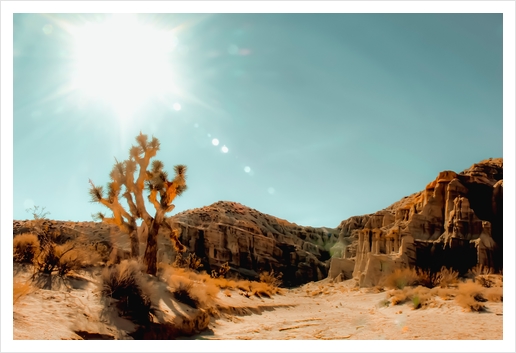 Cactus in the desert with summer light at Red Rock Canyon State Park, California, USA Art Print by Timmy333