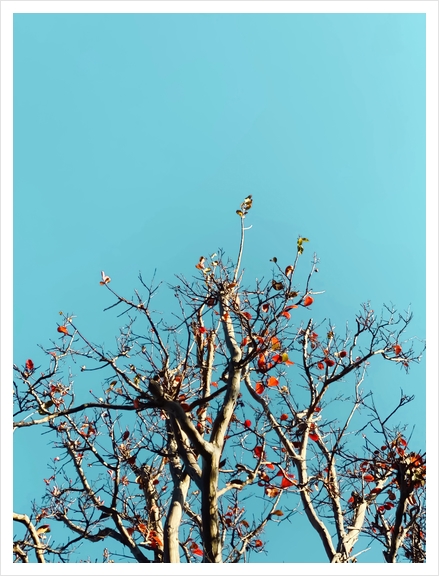 Tree branch and orange autumn leaves with blue sky Art Print by Timmy333