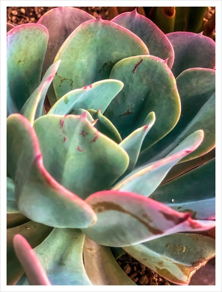 closeup green and pink succulent plant Art Print by Timmy333