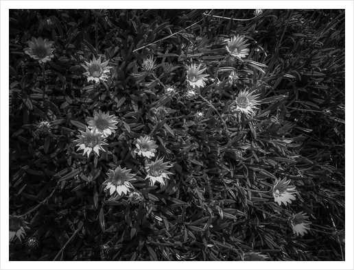 closeup blooming flowers field in black and white Art Print by Timmy333