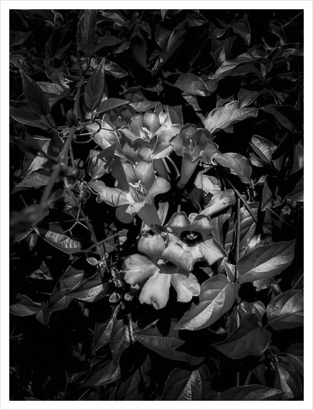 closeup blooming flowers texture in black and white Art Print by Timmy333