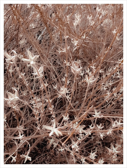 blooming dry plant with brown dry grass field background Art Print by Timmy333