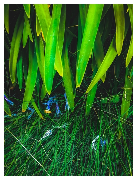 closeup green leaves plant with green grass Art Print by Timmy333