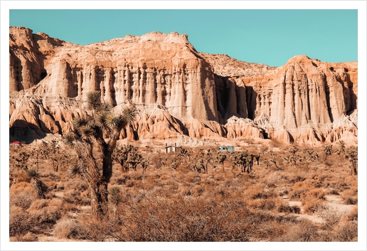 Cactus in the desert at Red Rock Canyon State Park California USA Art Print by Timmy333