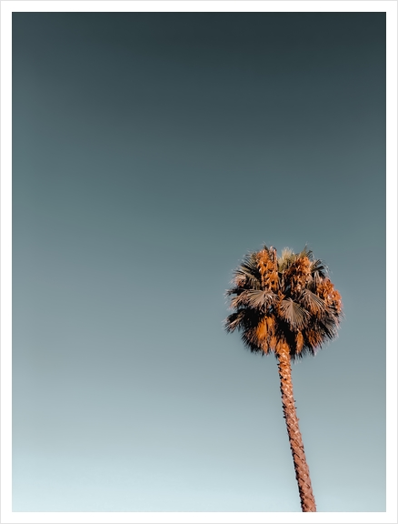 Isolated palm tree in summer with blue sky Art Print by Timmy333