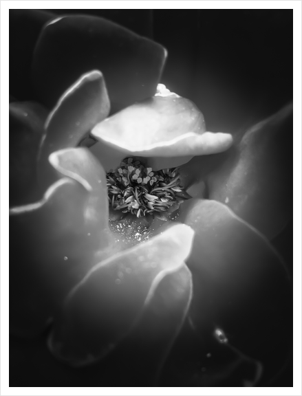 blooming rose with pollen in black and white Art Print by Timmy333