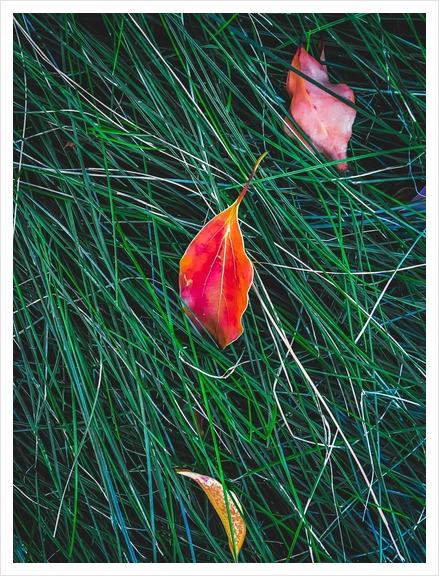 closeup orange leaves on the green grass field Art Print by Timmy333