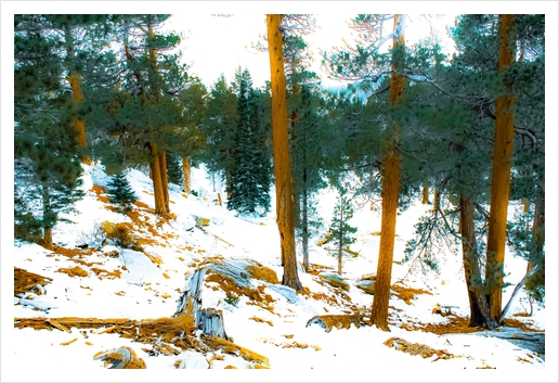 green pine tree in winter with snow at Palm Springs Aerial Tramway, California, USA Art Print by Timmy333