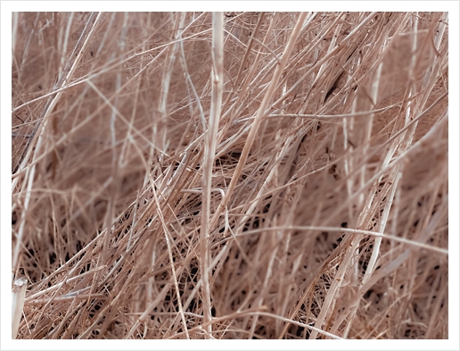 Closeup brown dry grass field texture abstract Art Print by Timmy333