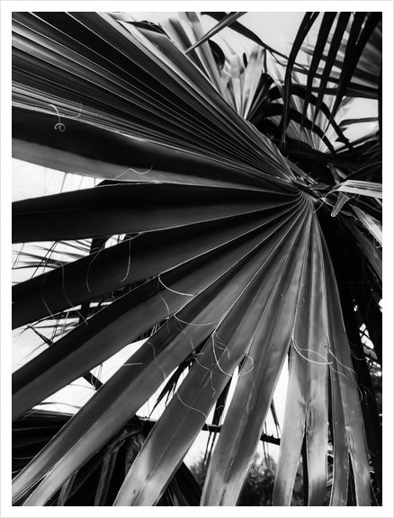 palm leaves texture abstract in black and white Art Print by Timmy333