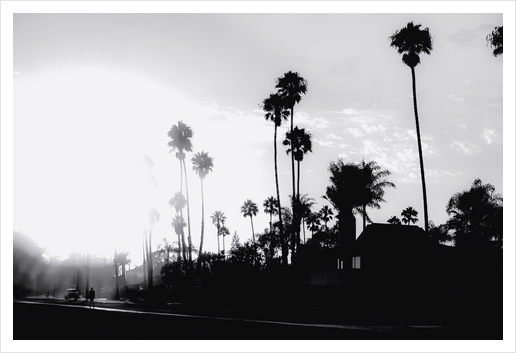 palm tree with sunset sky in California in black and white Art Print by Timmy333