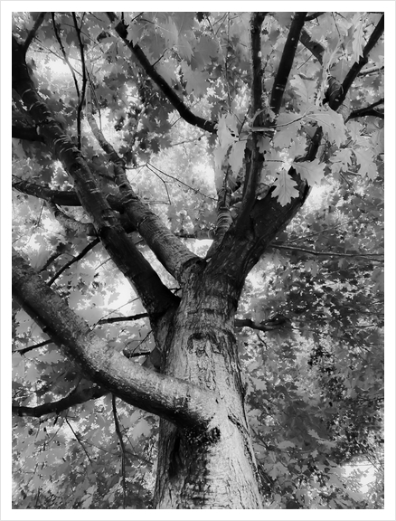 closeup big tree branches in black and white Art Print by Timmy333