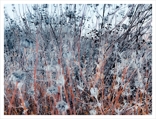 blooming dry flowers in the grass field in winter Art Print by Timmy333