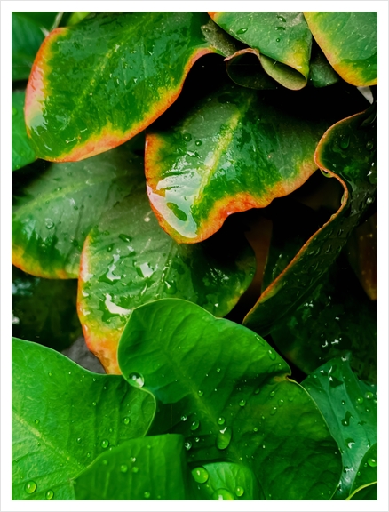 Closeup green tropical leaves plant texture background Art Print by Timmy333