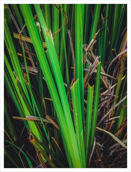 green leaves texture background Art Print by Timmy333