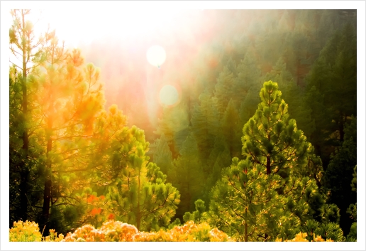 green pine tree with sunlight at Lake Tahoe, Nevada, USA Art Print by Timmy333