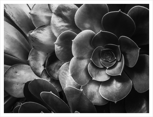 succulent plant texture in black and white Art Print by Timmy333