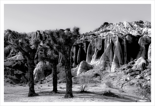 cactus in the desert at Red Rock Canyon state park California in black and white Art Print by Timmy333