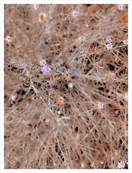 blooming white and pink flowers with dry brown grass background Art Print by Timmy333