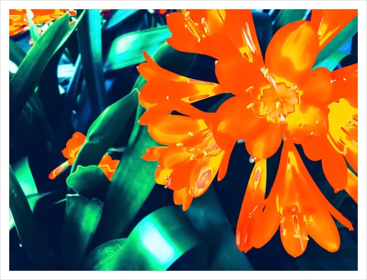 blooming orange Clivia flowers with green leaves background Art Print by Timmy333