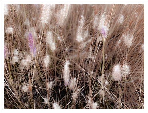 Closeup blooming grass flowers field texture background Art Print by Timmy333