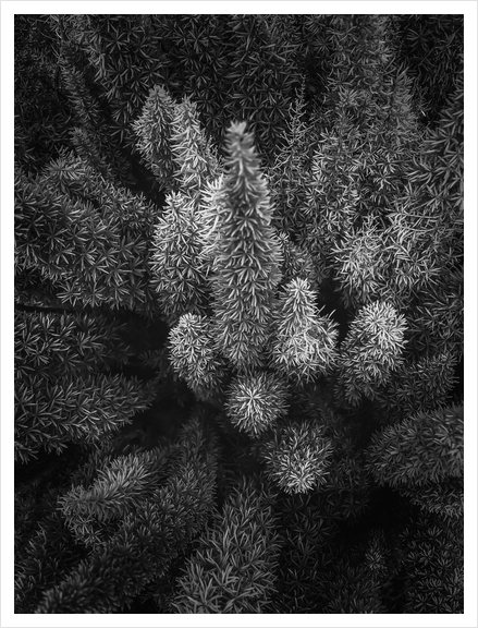 closeup succulent plant garden in black and white Art Print by Timmy333