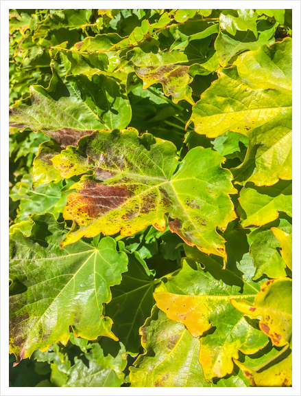 closeup green ivy leaves texture background Art Print by Timmy333