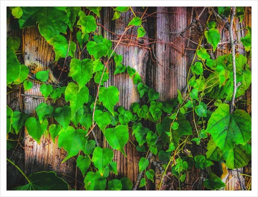 closeup green ivy leaves with wood wall background Art Print by Timmy333