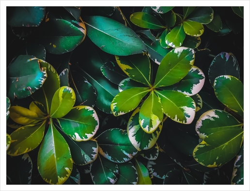 closeup green leaves texture background Art Print by Timmy333