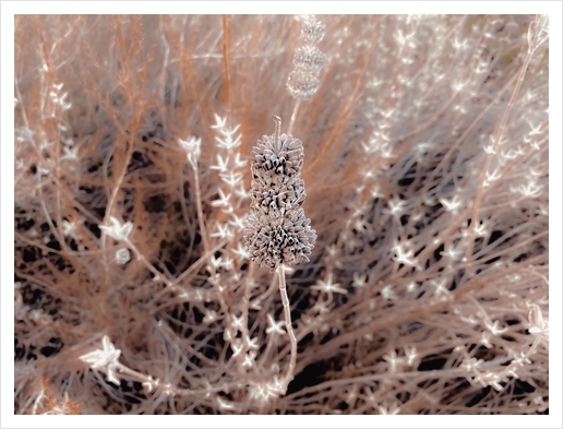 blooming dry flowers with brown dry grass field background Art Print by Timmy333